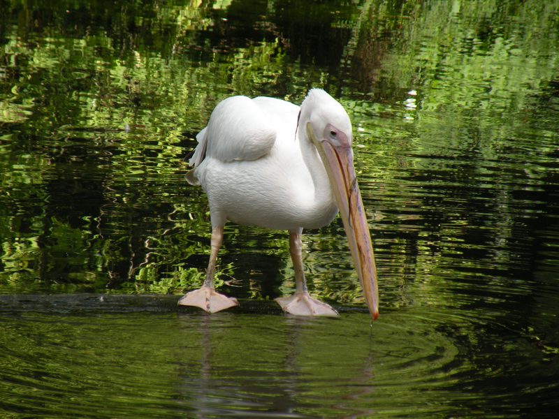  Pélican